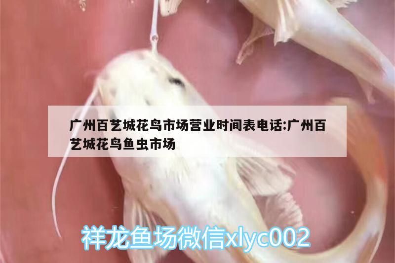 廣州百藝城花鳥市場營業時間表電話:廣州百藝城花鳥魚蟲市場（廣州百藝城花鳥市場） 廣州百藝城花鳥市場營業時間表電話:廣州百藝城花鳥魚蟲市場（廣州百藝城花鳥市場） 觀賞魚百科