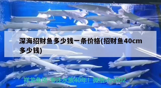 深海招財魚多少錢一條價格(招財魚40cm多少錢)（深海招財魚多少錢一條） 深海招財魚多少錢一條價格(招財魚40cm多少錢)（深海招財魚多少錢一條） 觀賞魚百科