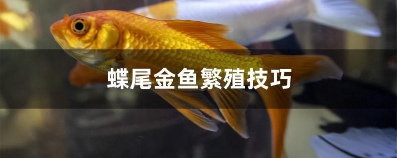 蝶尾金魚繁殖技巧（蝶尾金魚的繁殖技巧）