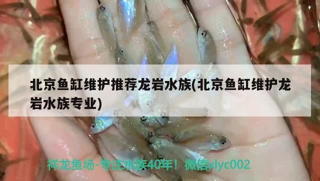 北京魚缸維護推薦龍巖水族(北京魚缸維護龍巖水族專業)（北京魚缸維護推薦）