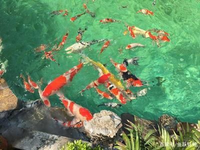 龍魚虎魚魚粑粑是灰白色（如何通過觀察龍魚和虎魚的粑粑來判斷它們的健康狀況？）