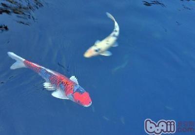 龍魚虎魚魚粑粑是灰白色（如何通過觀察龍魚和虎魚的粑粑來判斷它們的健康狀況？）