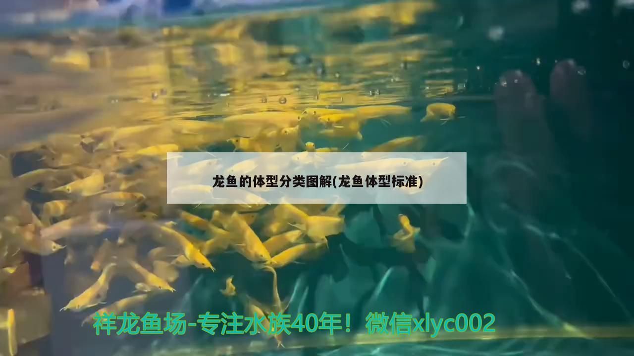 龍魚的體型分類圖解(龍魚體型標準)（龍魚體型分類圖解）