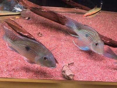 2024年銀龍魚多少錢一條（2024年銀龍魚的價格會受到哪些因素影響？）