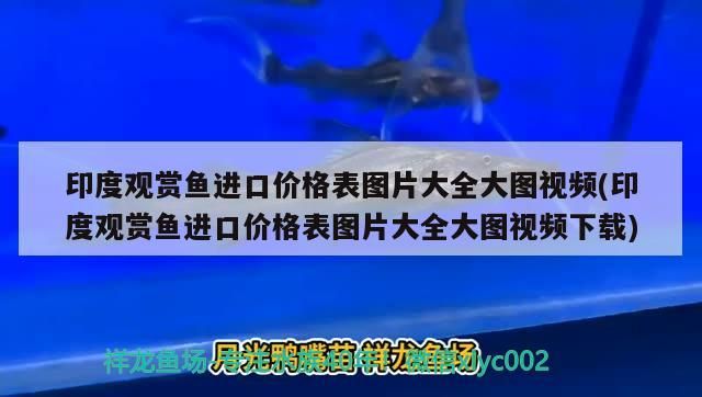 印度觀賞魚進(jìn)口價(jià)格表圖片大全大圖視頻(印度觀賞魚進(jìn)口價(jià)格表圖片大全大圖視頻下載)（印度觀賞魚價(jià)格高的原因） 印度觀賞魚進(jìn)口價(jià)格表圖片大全大圖視頻(印度觀賞魚進(jìn)口價(jià)格表圖片大全大圖視頻下載)（印度觀賞魚價(jià)格高的原因） 觀賞魚百科 第2張