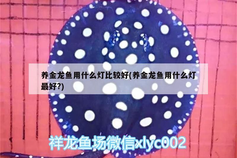 養金龍魚用什么燈比較好(養金龍魚用什么燈最好?)（養金龍魚用什么燈比較好）