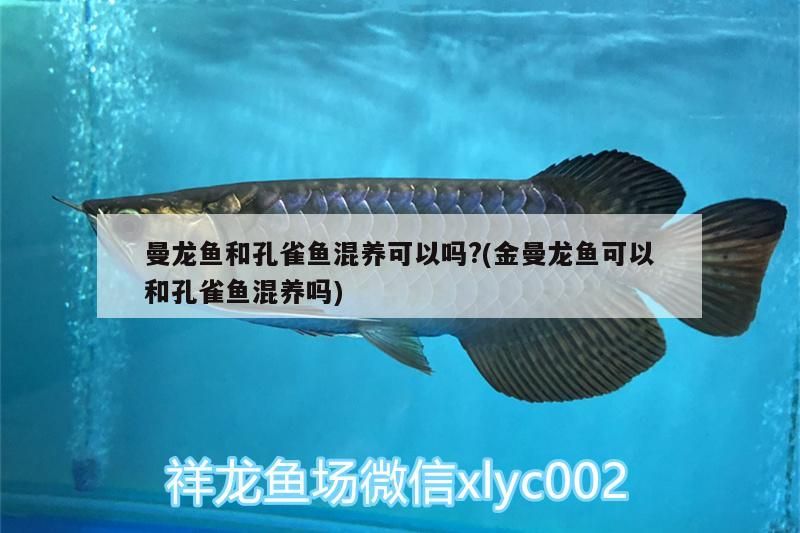 曼龍魚和孔雀魚混養可以嗎?(金曼龍魚可以和孔雀魚混養嗎)（曼龍魚可以和孔雀魚混養嗎） 曼龍魚和孔雀魚混養可以嗎?(金曼龍魚可以和孔雀魚混養嗎)（曼龍魚可以和孔雀魚混養嗎） 觀賞魚百科