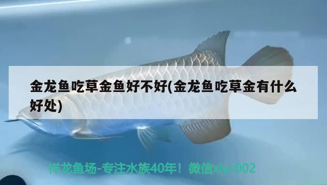 金龍魚吃草金魚好不好(金龍魚吃草金有什么好處)（金龍魚吃草金有什么好處）