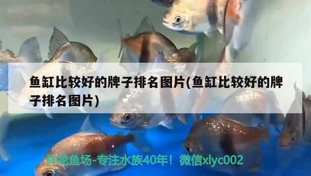 魚缸比較好的牌子排名圖片(魚缸比較好的牌子排名圖片)（魚缸什么牌子的質(zhì)量好） 魚缸比較好的牌子排名圖片(魚缸比較好的牌子排名圖片)（魚缸什么牌子的質(zhì)量好） 觀賞魚百科