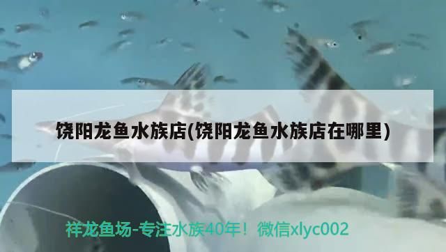 饒陽龍魚水族店(饒陽龍魚水族店在哪里)（深圳饒陽龍魚水族店和饒陽龍魚水族店在哪里養魚的方法）