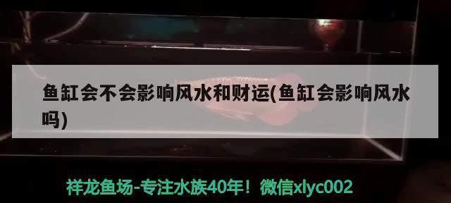 魚缸會不會影響風水和財運(魚缸會影響風水嗎)（魚缸會不會影響風水和財運）