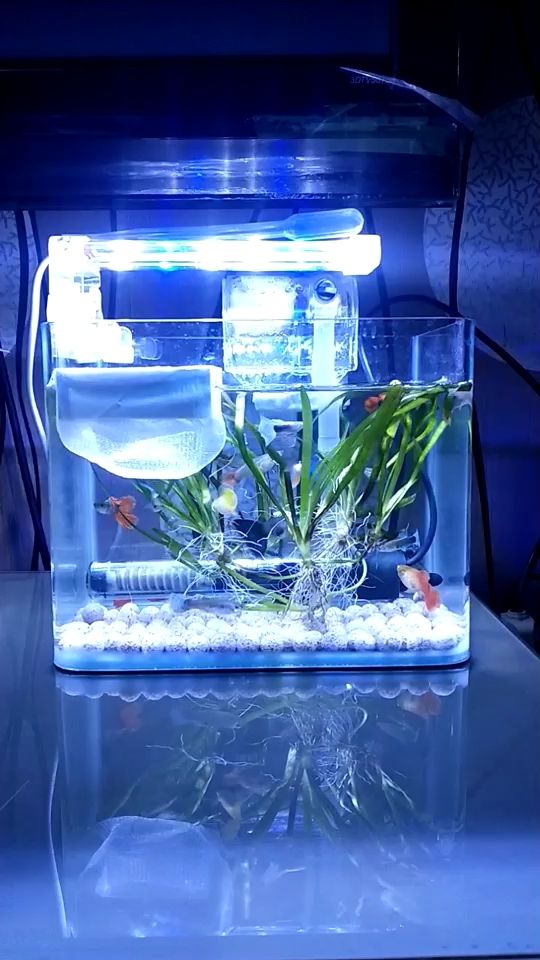 莆田觀賞魚市場擠起暖和嗎（莆田觀賞魚市場是一個充滿活力、品種豐富、交易環境優越的市場）