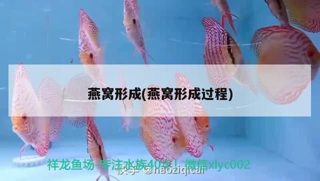 紅龍魚飼料能給金龍吃嗎：紅金龍魚要喂什么東西（紅龍魚飼料能給金龍吃嗎） 紅龍魚飼料能給金龍吃嗎：紅金龍魚要喂什么東西（紅龍魚飼料能給金龍吃嗎） 觀賞魚百科 第3張