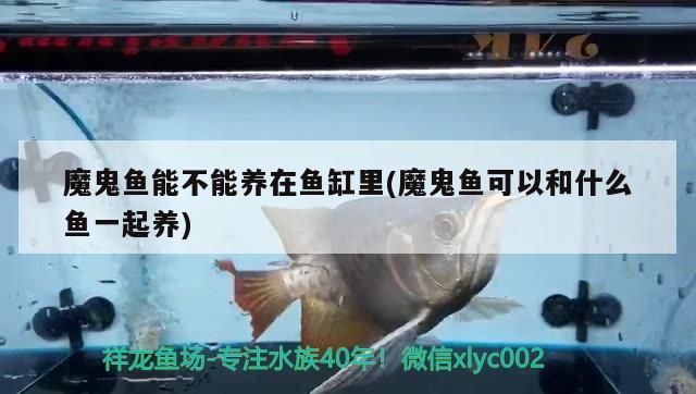 新買了條紅龍回來2個多星期了不吃東西,養龍魚怎樣不用換水(養龍魚怎樣不用換水) 觀賞魚百科 第2張 新買了條紅龍回來2個多星期了不吃東西,養龍魚怎樣不用換水(養龍魚怎樣不用換水) 新買了條紅龍回來2個多星期了不吃東西,養龍魚怎樣不用換水(養龍魚怎樣不用換水) 觀賞魚百科 第2張
