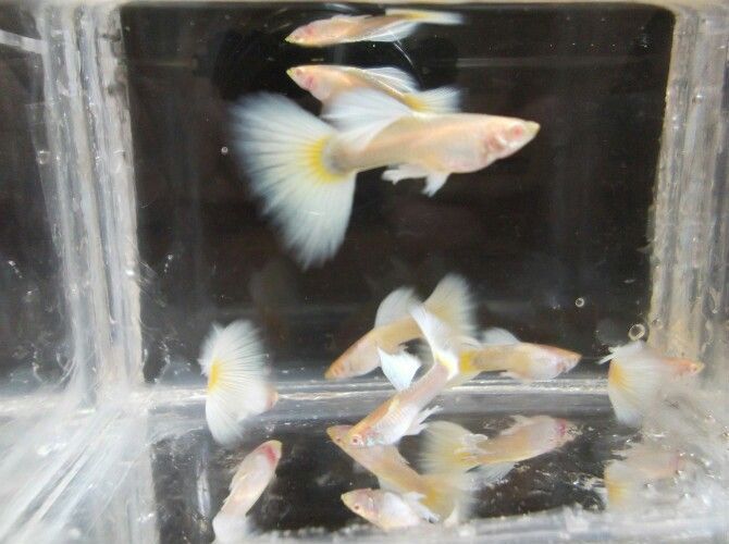 懷化觀賞魚市場漂亮的大尾巴（懷化市觀賞魚市場漂亮的大尾巴）