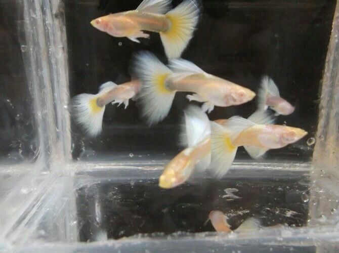 懷化觀賞魚市場漂亮的大尾巴（懷化市觀賞魚市場漂亮的大尾巴）