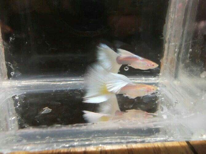 懷化觀賞魚市場漂亮的大尾巴（懷化市觀賞魚市場漂亮的大尾巴）