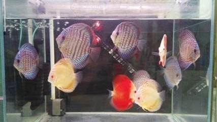 觀賞魚七彩魚批發(fā)：七彩神仙魚批發(fā)價格