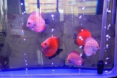 觀賞魚七彩魚批發(fā)：七彩神仙魚批發(fā)價格