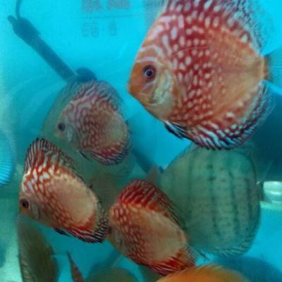 觀賞魚七彩魚批發(fā)：七彩神仙魚批發(fā)價格