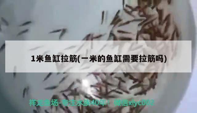 1米魚缸拉筋(一米的魚缸需要拉筋嗎)（1米的魚缸需要拉筋嗎） 1米魚缸拉筋(一米的魚缸需要拉筋嗎)（1米的魚缸需要拉筋嗎） 觀賞魚百科