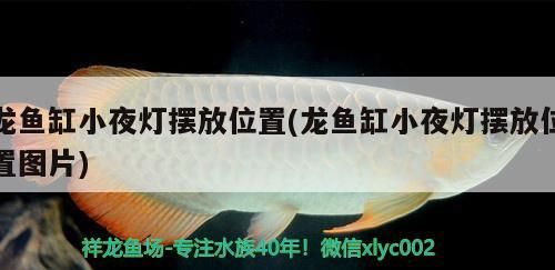 紅龍魚有哪些品種，紅龍魚什么品種好，紅龍魚哪個品種好看飛鳳魚哪個品種好