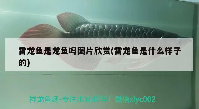 雷龍魚是龍魚嗎圖片欣賞(雷龍魚是什么樣子的)（雷龍魚是什么樣子的雷龍魚是什么樣子的雷龍魚是什么樣子的）
