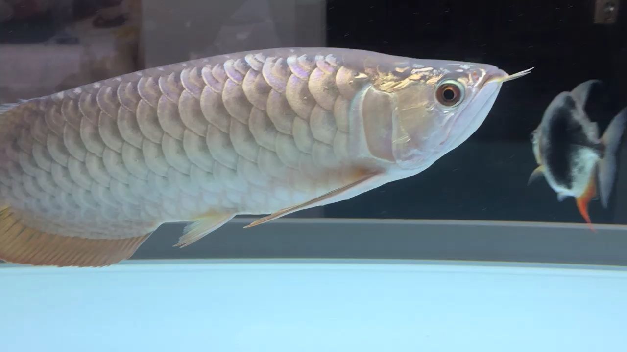 龍魚圈（龍魚圈成員們分享經驗、交流技巧、交流技巧、交流技巧）