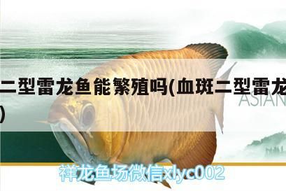 魚缸用增氧泵價格是多少:魚缸增氧機-xtrac增氧機-xtrac增氧機 血斑二型雷龍魚能繁殖嗎(血斑二型雷龍能長多大)(血斑二型雷龍魚能繁殖嗎) 觀賞魚百科 血斑二型雷龍魚能繁殖嗎(血斑二型雷龍能長多大)(血斑二型雷龍魚能繁殖嗎) 血斑二型雷龍魚能繁殖嗎(血斑二型雷龍能長多大)(血斑二型雷龍魚能繁殖嗎) 觀賞魚百科
