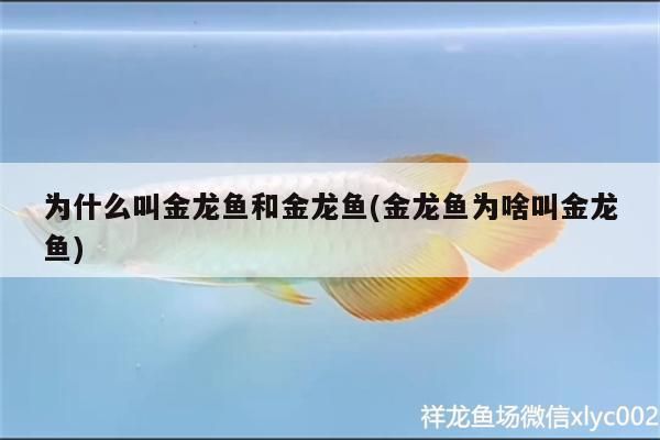 為什么叫金龍魚和金龍魚(金龍魚為啥叫金龍魚)（金龍魚為什么叫“金龍魚”？）