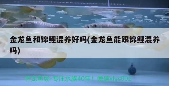 六角恐龍魚(yú)的壽命是人的多少(六角恐龍魚(yú)能活多少歲)（金龍魚(yú)和錦鯉混養(yǎng)好嗎）