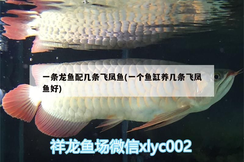 一條龍魚配幾條飛鳳魚(一個魚缸養幾條飛鳳魚好)（一條龍魚配幾條飛鳳魚）