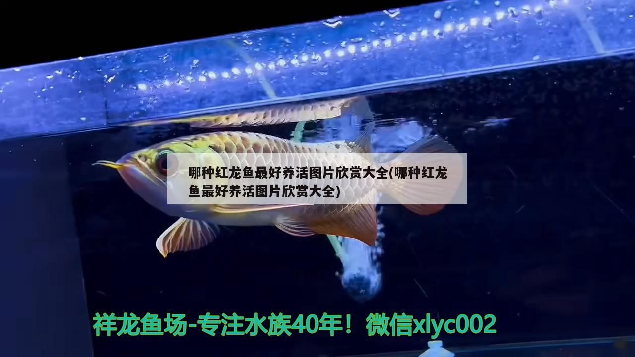 哪種紅龍魚最好養活圖片欣賞大全(哪種紅龍魚最好養活圖片欣賞大全)（哪種紅龍魚最好養活圖片欣賞）