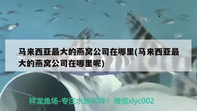 寧德觀賞魚養殖企業名單查詢(寧德觀賞魚養殖企業名單查詢電話)（寧德市觀賞魚養殖企業名單查詢）