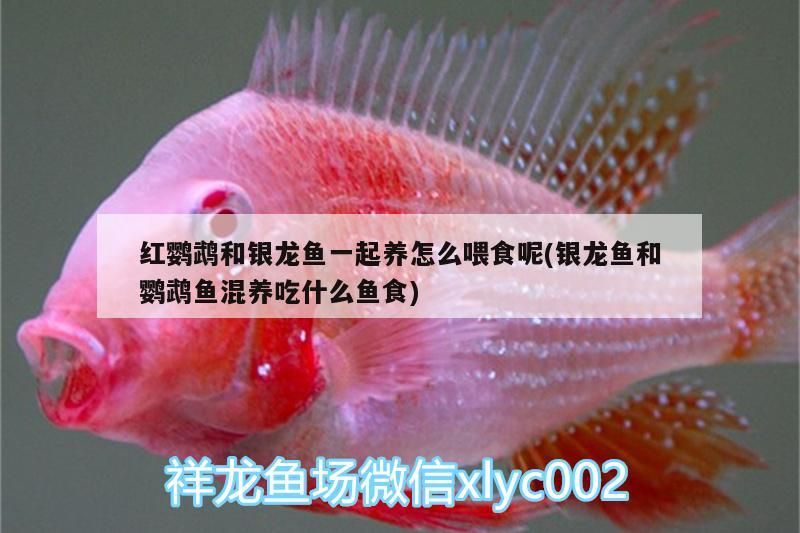 龍魚撞缸的風(fēng)水寓意是什么(龍魚撞缸的風(fēng)水寓意是什么呢)（龍魚撞缸的風(fēng)水寓意） 龍魚撞缸的風(fēng)水寓意是什么(龍魚撞缸的風(fēng)水寓意是什么呢)（龍魚撞缸的風(fēng)水寓意） 觀賞魚百科