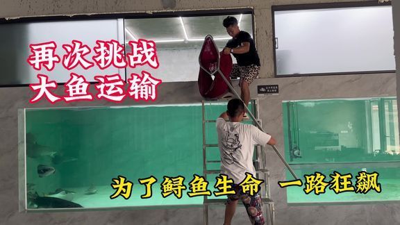 龍龍猛魚視頻在哪里發布？（如何在抖音上找到龍龍猛魚視頻？） 龍龍猛魚視頻在哪里發布？（如何在抖音上找到龍龍猛魚視頻？） 觀賞魚百科 第2張