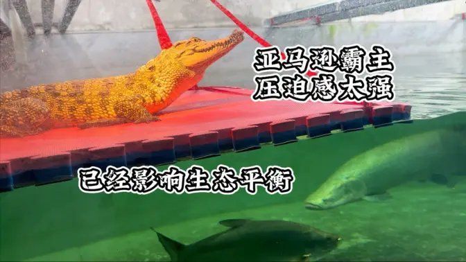 龍龍猛魚視頻在哪里發布？（如何在抖音上找到龍龍猛魚視頻？） 龍龍猛魚視頻在哪里發布？（如何在抖音上找到龍龍猛魚視頻？） 觀賞魚百科 第4張