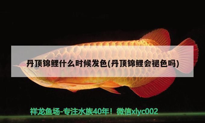 丹頂錦鯉什么時候發色(丹頂錦鯉會褪色嗎)（丹頂錦鯉什么時候發色）