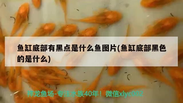 魚缸底部有黑點是什么魚圖片(魚缸底部黑色的是什么)（如何清除魚缸底部黑點）