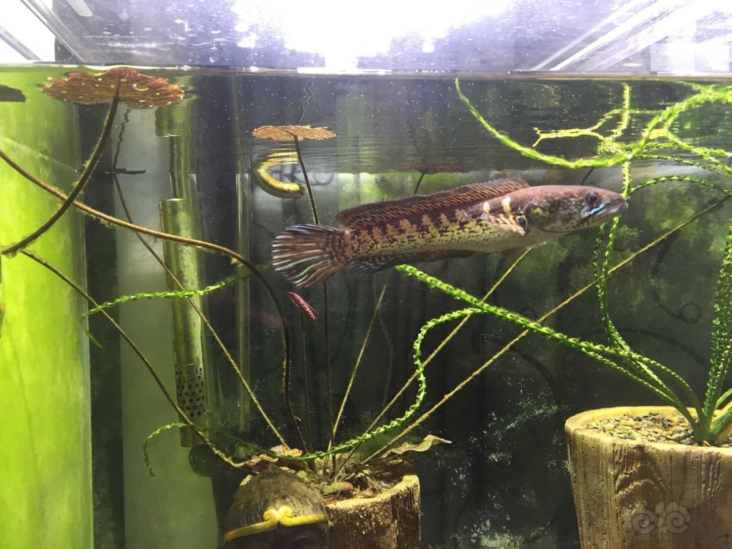 金龍魚要用什么顏色燈光好（用金龍魚要用什么顏色燈光好？）
