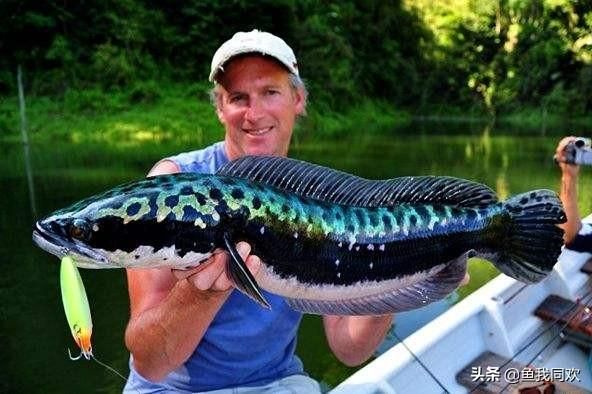 雷龍魚水溫10度能活嗎:眼鏡蛇雷龍靜水養(yǎng)還是流水養(yǎng)（紅月雷龍魚水溫在24-26度以下時很容易死亡，紅月雷龍魚死亡）