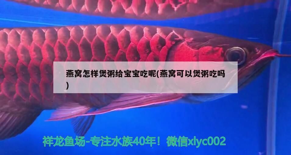 大眼金魚的圖片(大眼金魚的圖片大全)（大眼金魚圖片大全）