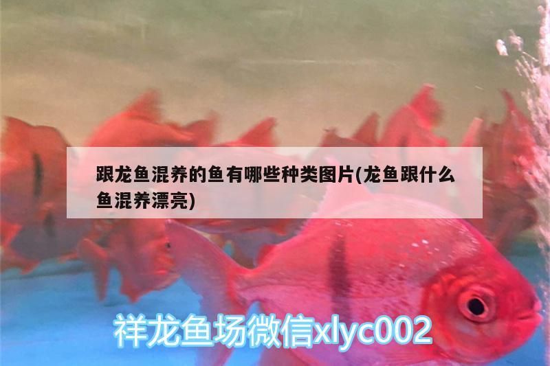 跟龍魚混養的魚有哪些種類圖片(龍魚跟什么魚混養漂亮)（跟龍魚混養的魚有哪些種類圖片）