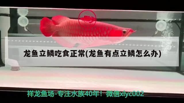 龍魚立鱗吃食正常(龍魚有點立鱗怎么辦)（龍魚得了立鱗病怎么辦）