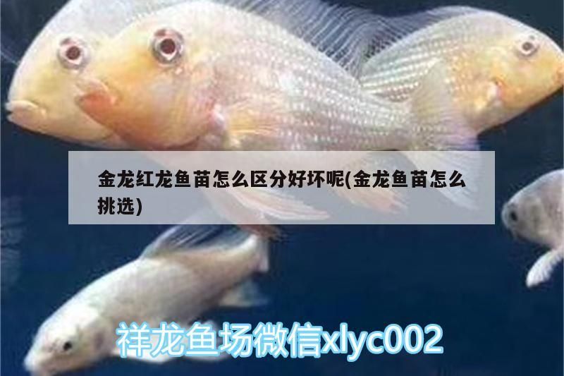 虎紋恐龍魚怎么發色，怎么養喂紅龍魚呢（虎紋恐龍魚怎么養）