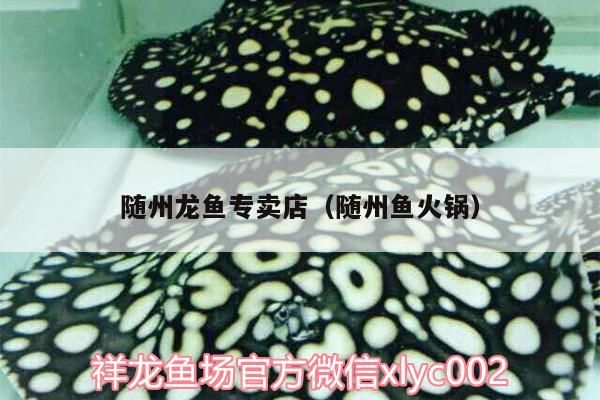 隨州龍魚專賣店（隨州魚火鍋）（<strong><mark>湖北</mark></strong>隨州龍魚專賣店）