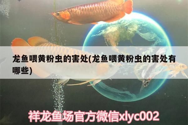 龍魚喂黃粉蟲的害處(龍魚喂黃粉蟲的害處有哪些)（龍魚喂黃粉蟲的害處）