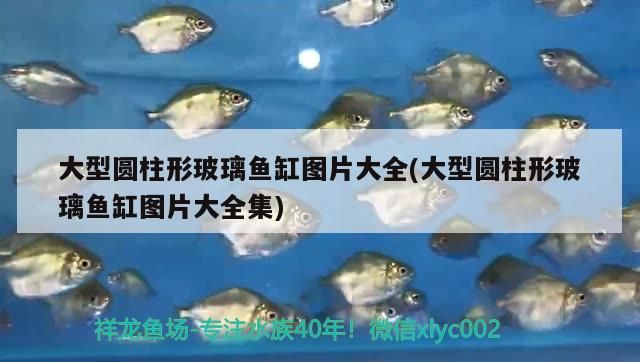七彩雷龍魚(yú)多少錢一條圖片和價(jià)格(七彩金龍魚(yú)多少錢一條)(七彩雷龍魚(yú)多少錢一條) 觀賞魚(yú)百科 第1張 七彩雷龍魚(yú)多少錢一條圖片和價(jià)格(七彩金龍魚(yú)多少錢一條)(七彩雷龍魚(yú)多少錢一條) 七彩雷龍魚(yú)多少錢一條圖片和價(jià)格(七彩金龍魚(yú)多少錢一條)(七彩雷龍魚(yú)多少錢一條) 觀賞魚(yú)百科 第1張