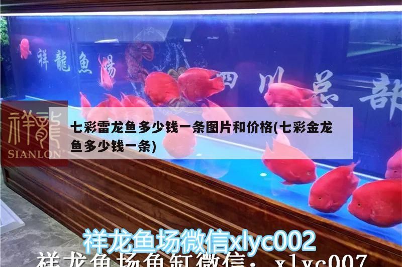 七彩雷龍魚(yú)多少錢一條圖片和價(jià)格(七彩金龍魚(yú)多少錢一條)(七彩雷龍魚(yú)多少錢一條) 觀賞魚(yú)百科 第3張 七彩雷龍魚(yú)多少錢一條圖片和價(jià)格(七彩金龍魚(yú)多少錢一條)(七彩雷龍魚(yú)多少錢一條) 七彩雷龍魚(yú)多少錢一條圖片和價(jià)格(七彩金龍魚(yú)多少錢一條)(七彩雷龍魚(yú)多少錢一條) 觀賞魚(yú)百科 第3張