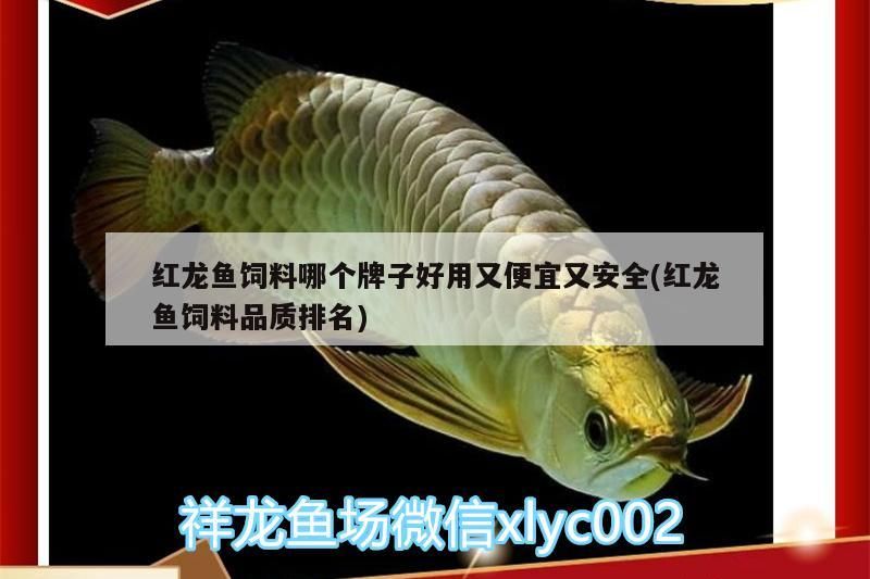 印尼虎魚多少溫度飼養(yǎng)最好:印尼虎魚多少溫度飼養(yǎng)最好印尼虎魚多少溫度飼養(yǎng)最好 紅龍魚飼料哪個(gè)牌子好用又便宜又安全(紅龍魚飼料品質(zhì)排名)(紅龍魚飼料哪個(gè)牌子好用又便宜又安全) 觀賞魚百科 紅龍魚飼料哪個(gè)牌子好用又便宜又安全(紅龍魚飼料品質(zhì)排名)(紅龍魚飼料哪個(gè)牌子好用又便宜又安全) 紅龍魚飼料哪個(gè)牌子好用又便宜又安全(紅龍魚飼料品質(zhì)排名)(紅龍魚飼料哪個(gè)牌子好用又便宜又安全) 觀賞魚百科